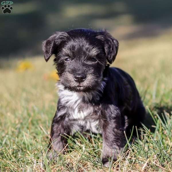 Piper, Miniature Schnauzer Puppy